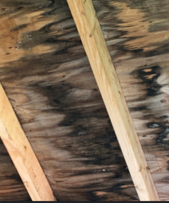 Vết đen trên cây mít ảnh hưởng đến chất lượng gỗ như thế nào ?