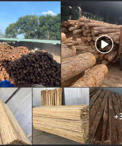 Gỗ thông là gì và giá trị của gỗ thông